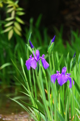 木陰にて･･