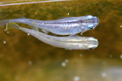 もうすぐ産卵 もうすぐ産卵