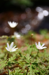 小川を彩るキクザキイチゲ