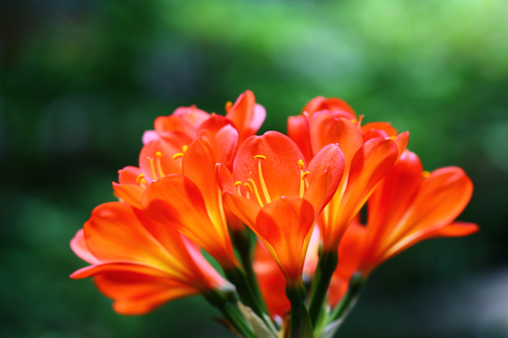 時節はずれの君子蘭