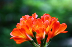 時節はずれの君子蘭