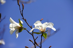 こぶし咲く～♪