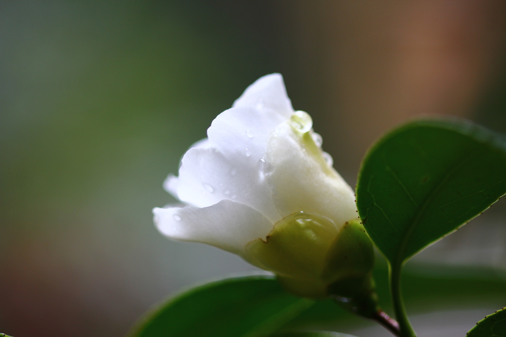 ひっそりと～～