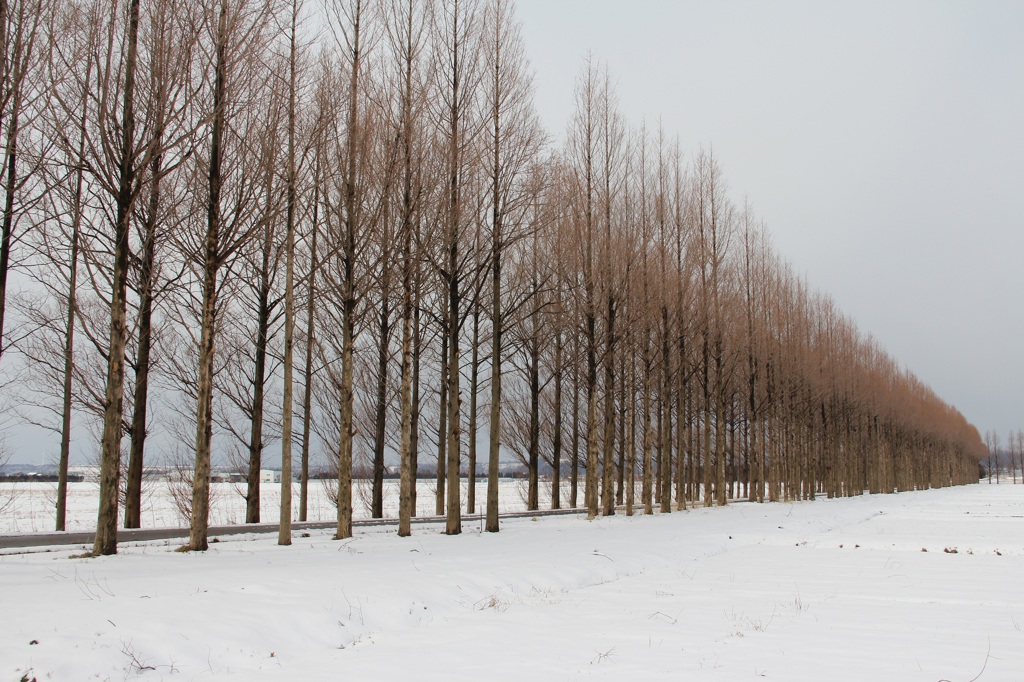 メタセの小道も雪