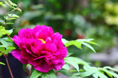 咲いた　咲いた！