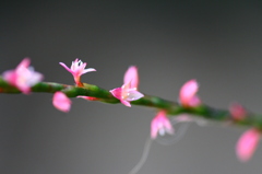 水引草