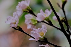 啓翁桜は満開！　１