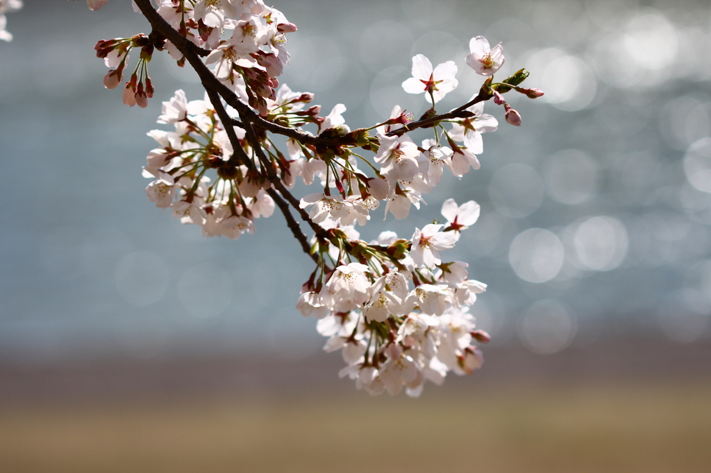 さくら　さくら