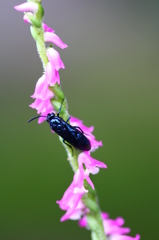 綺麗なものには虫が・・・