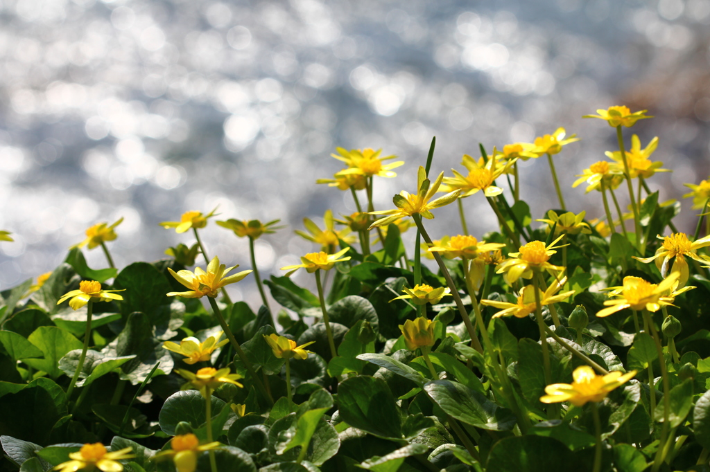春の光がいっぱぁ～～い！