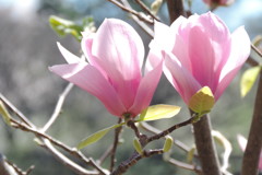 千鳥ヶ淵の遊歩道で