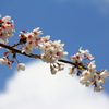 桜およぐ