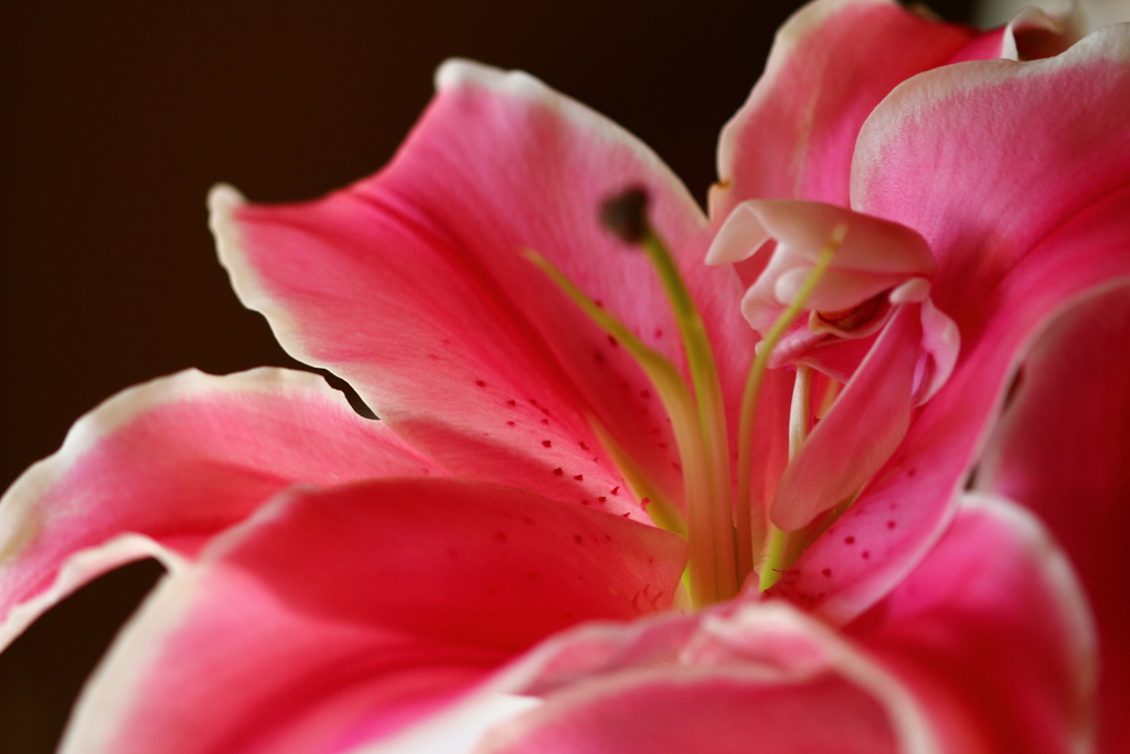 花の中に花が？