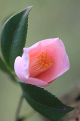 庭の花　♯２