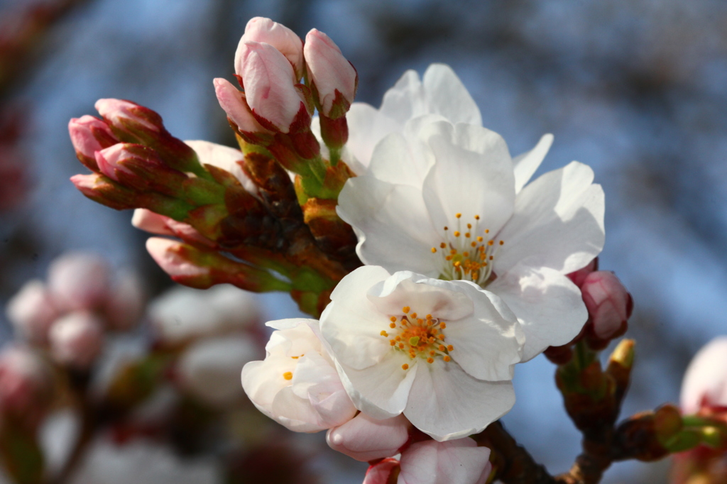 さいた　さいた　桜が咲いた！