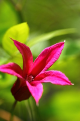 プリンセスダイアナ