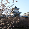 金沢城と早桜