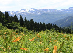 白山高山植物園にて