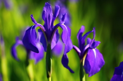 兼六園の曲水で　２