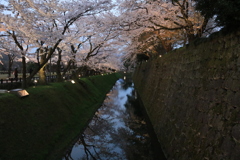 金沢城　堀の桜　２