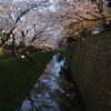 金沢城　堀の桜　２