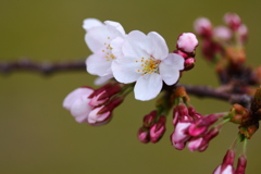 金沢の桜は・・