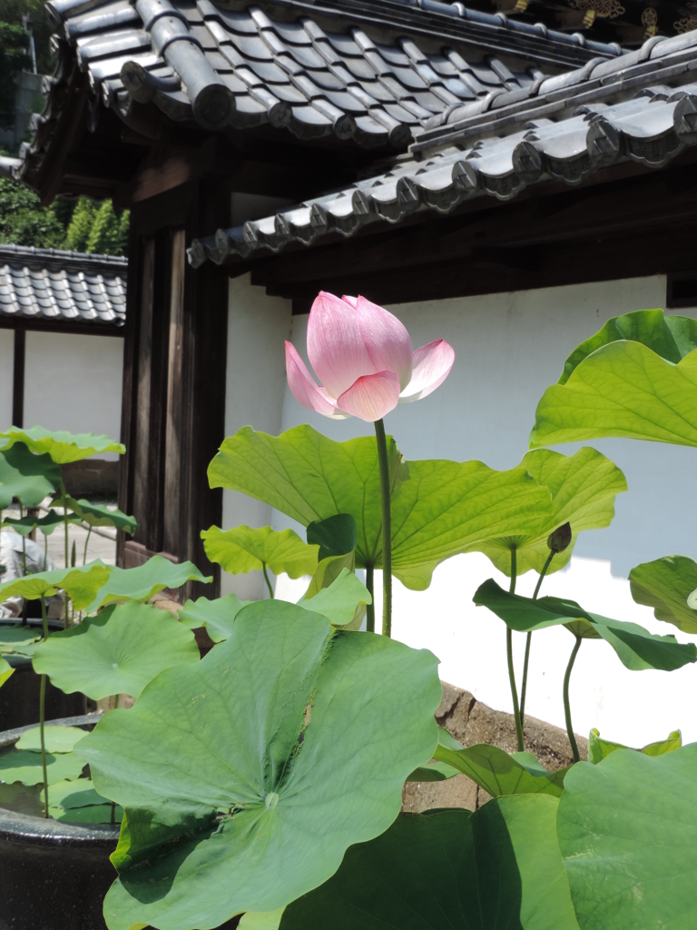 建長寺の境内で