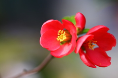 庭の花　♯１