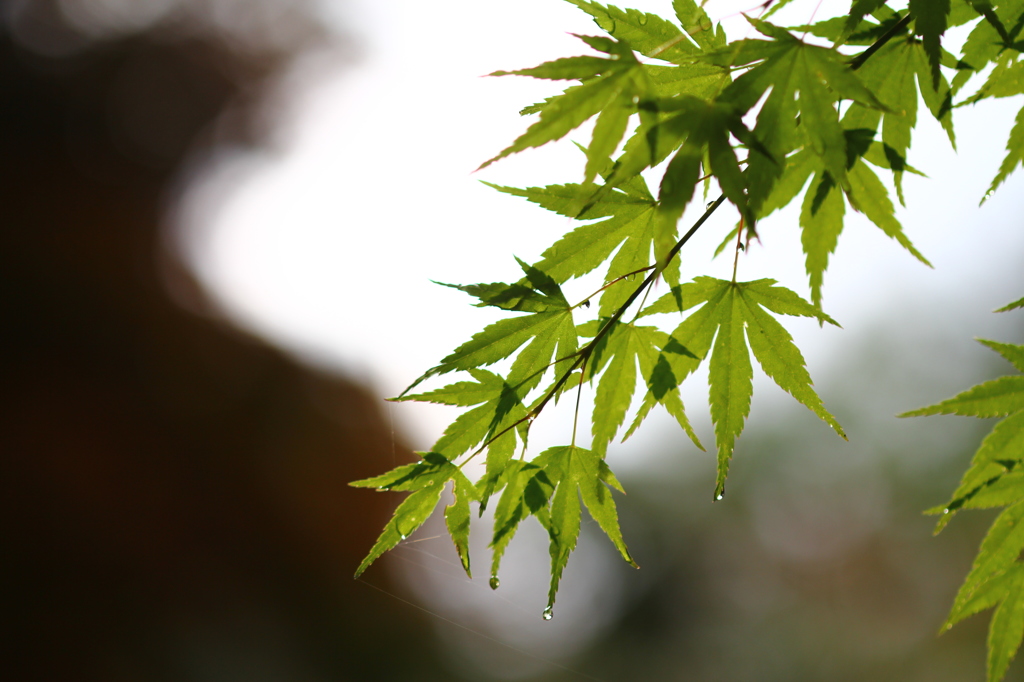 梅雨空ともみじ