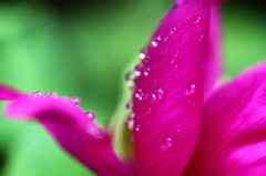 雨にうたれて～♪
