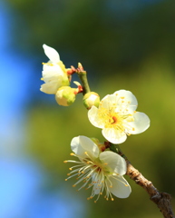 兼六園の梅林で・・