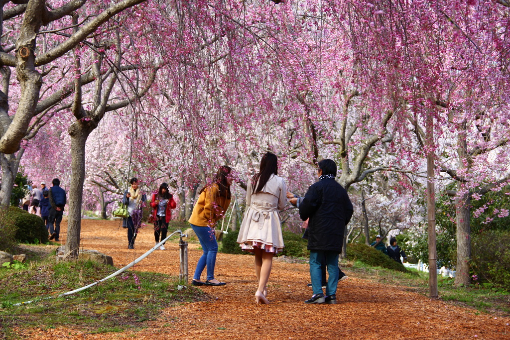 しだれ桜満開！