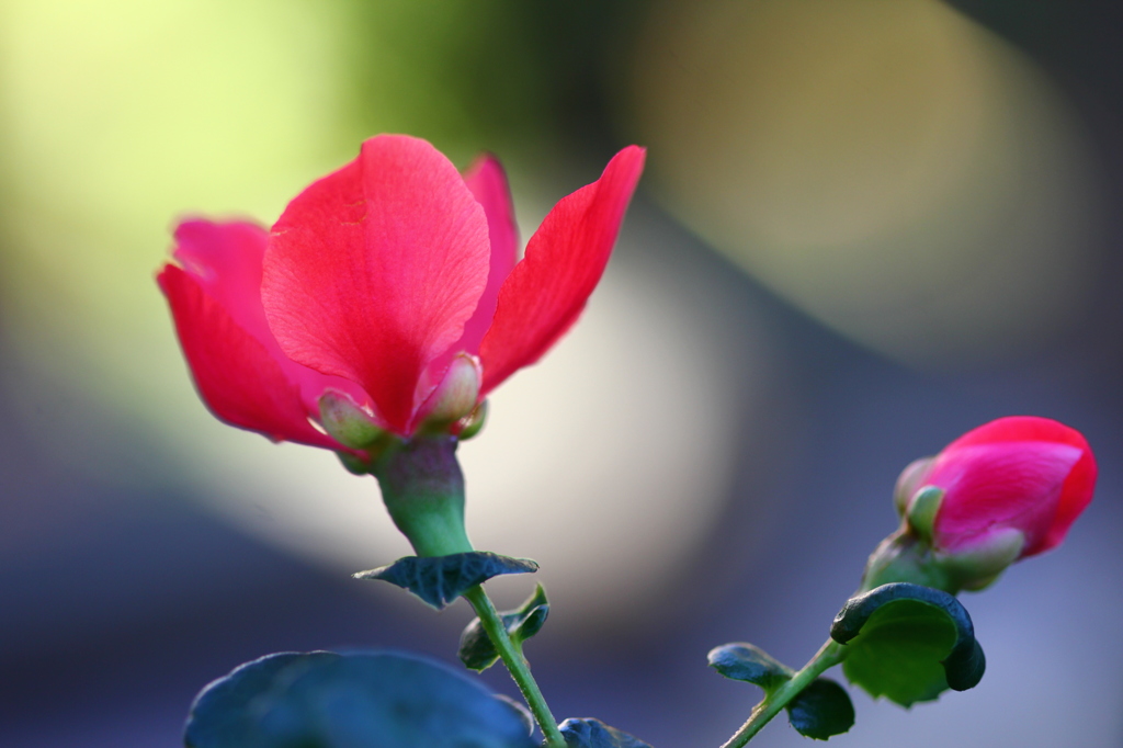 季節外れの木瓜の花