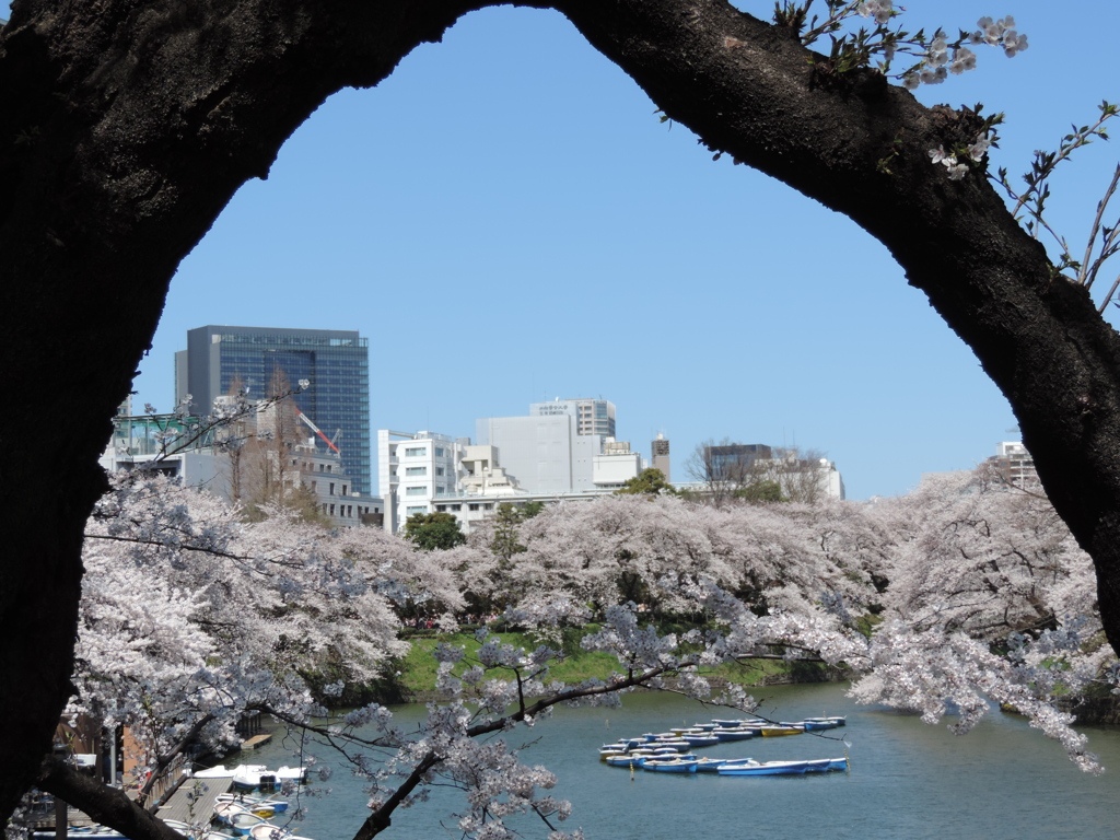 枝の狭間から・・都会の花見！