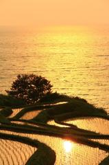 能登輪島千枚田夕景　２