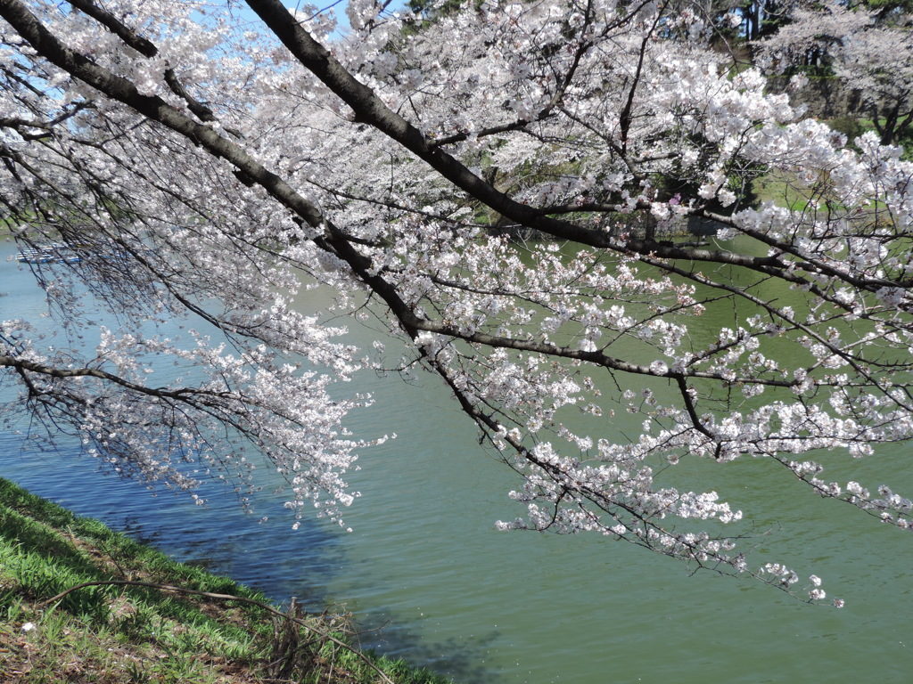 千鳥ヶ淵で