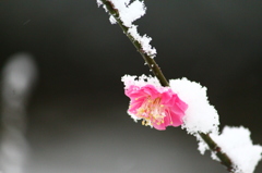 梅に雪