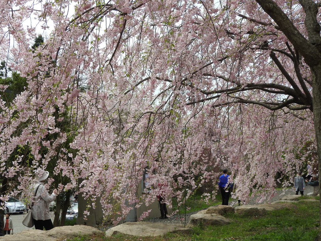 しだれ桜は満開！