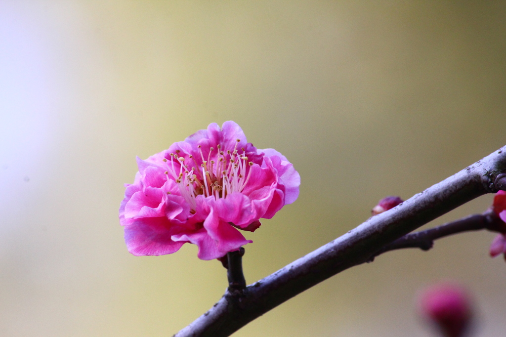 梅一輪　一輪ほどの暖かさ