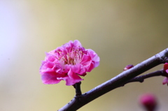 梅一輪　一輪ほどの暖かさ