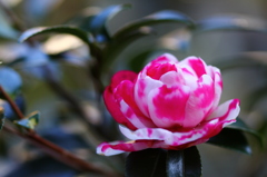 山茶花のはな～～♪