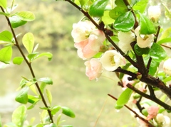 龍安寺に咲くボケの花
