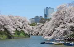 おぉ～～満開ですね！