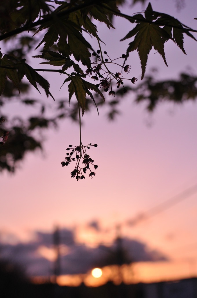 夕暮れ