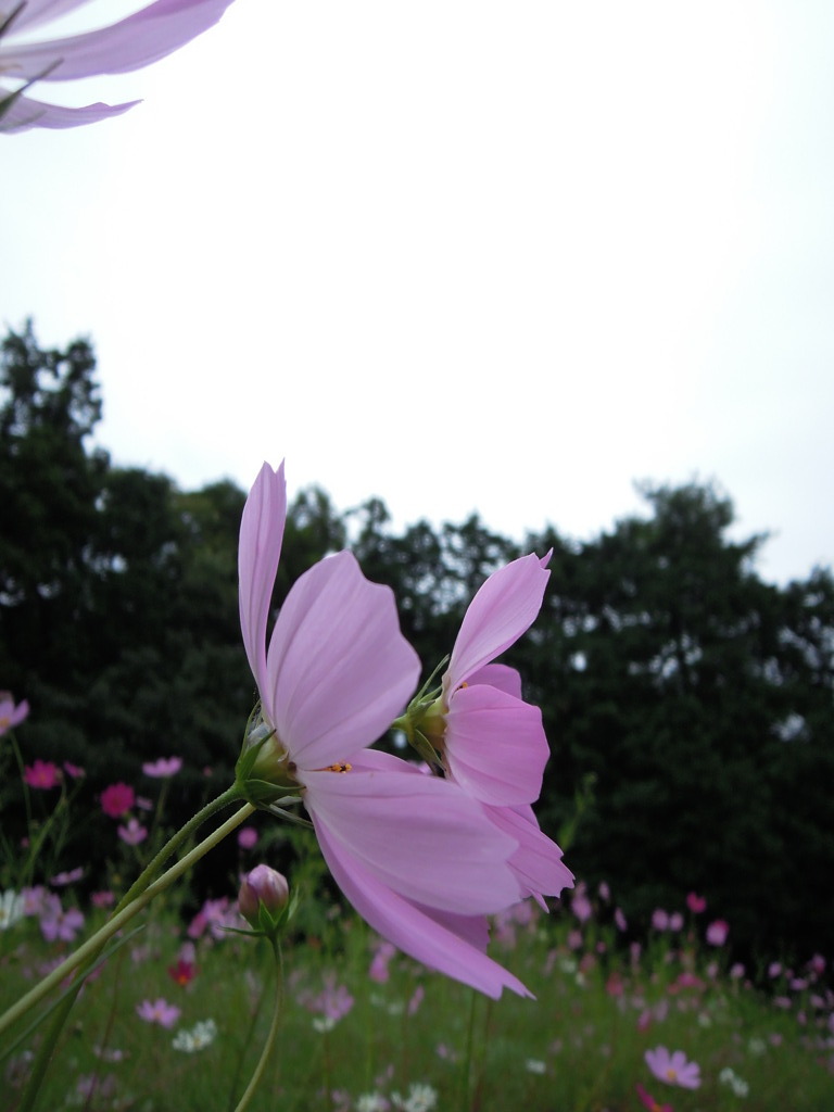 横顔