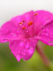 R0010098