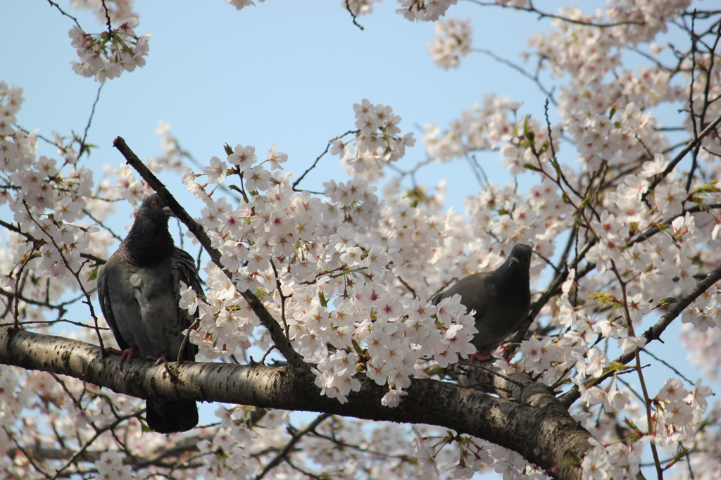 はとの花見