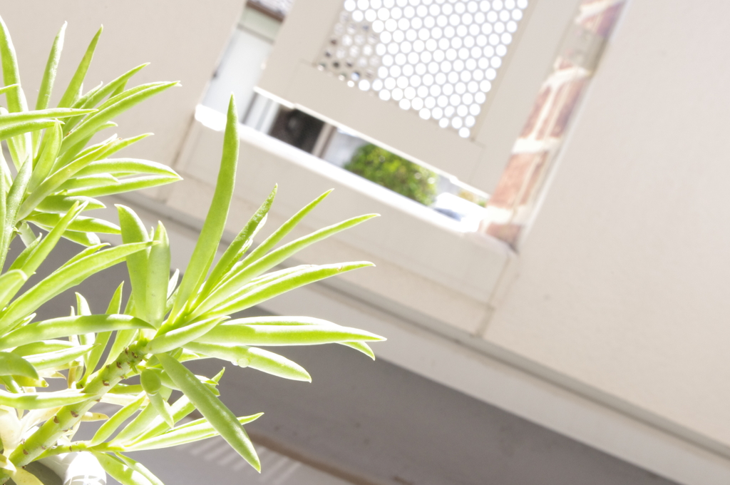 ベランダの植物