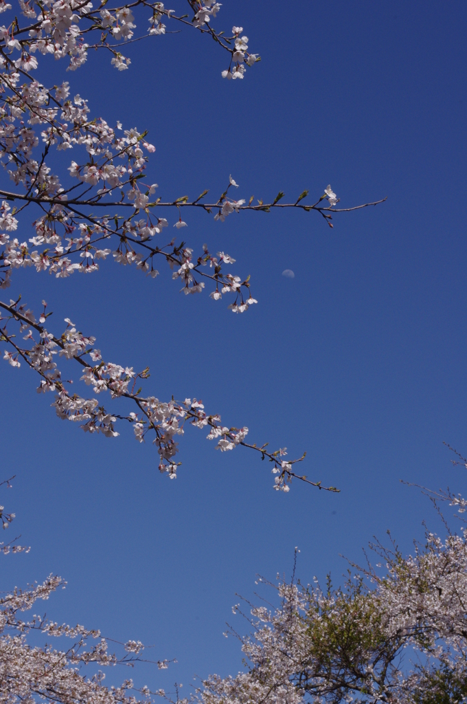 桜と月