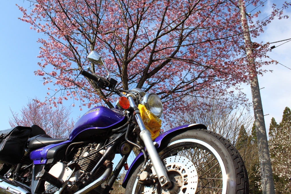 桜と愛車